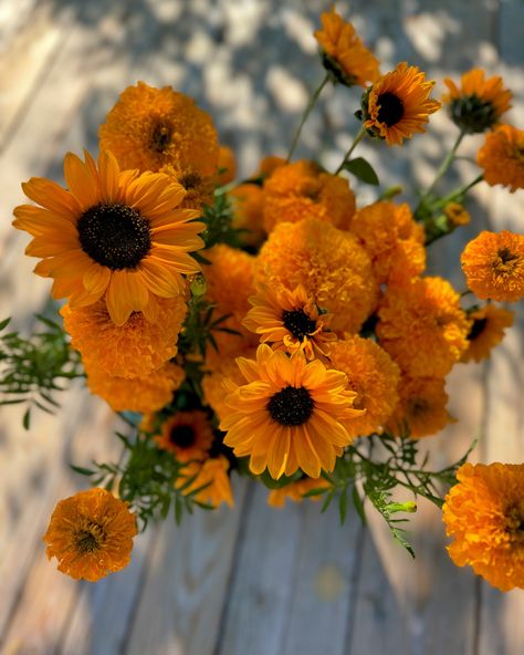 The colors on these marigolds and sunflowers...blowing my mind! Like the inside of a perfectly ripe, fleshy peach. So saturated and the perfect hue! Going to dip my toes into some botanical dyeing this year. Starting with some silk that I will tear into ribbons for bouquets. Have you done it? What are your best tips and resources? . . . #marigolds #sunflowers #deeporangeflowers #botanicaldyeing #flowerfarmer #naturesbeauty #gunnisoncolorado #gunnisoncrestedbutteflowers Gunnison Colorado, Flower Farmer, Botanical Dyeing, Crested Butte, Orange Flowers, My Mind, Bouquets, Dip, This Year