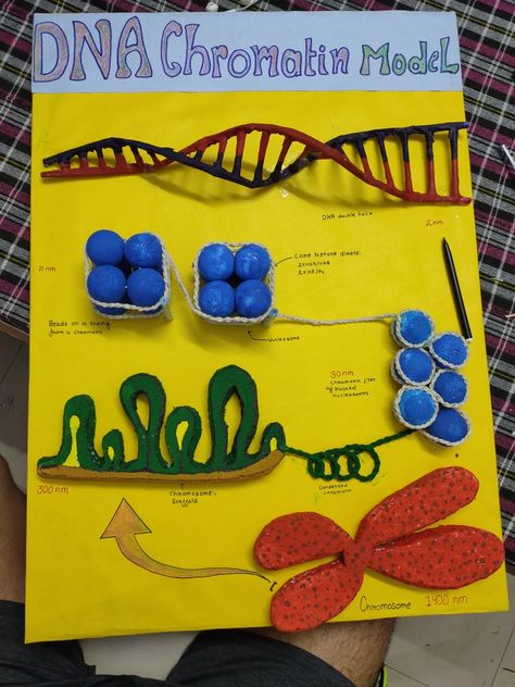 how DNA is condenced and chromosomes are formed Dna Project Ideas, Chromosome Model, Biology Models, Dna Model Project, Biotechnology Art, Life Science Middle School, Biology Experiments, Dna Project, Biology Projects