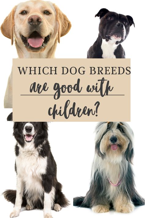 Which Dog Breeds Are Good With Children? 5 best dog breeds for families with children #DogBreeds #FamilyDogs #DogsBestWithChildren Best Family Dogs, Dog Breeds For Families, Dog Breed Names, Dog Training Books, Rare Dog Breeds, Dog Breeds List, Best Dogs For Families, All Breeds Of Dogs, Rare Dogs