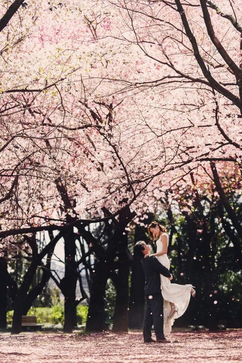 Prewedding With Cherry Blossom by Kuppography | http://www.bridestory.com/kuppography/projects/prewedding-with-cherry-blossom Married Couple Photoshoot, Blossom Photoshoot, Sakura Wedding, Cherry Blossom Pictures, Cherry Blossom Engagement, Proposal Photoshoot, Japan Wedding, Prenup Ideas, Japan Cherry Blossom