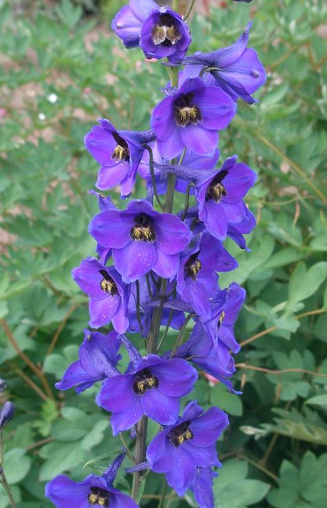 Delphinium Tattoo, July Flower, July Birth Flower, Larkspur Flower, Blue Flower Art, July Flowers, Flower Identification, Blue Plants, Birth Flower Tattoos