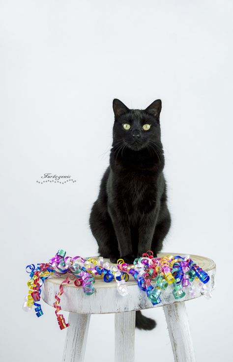 Cat Photoshoot Ideas, Cat Bday, Animal Photography Dogs, Happy 3rd Birthday, Animal Photoshoot, Birthday Cat, Kitten Birthday, Cat Birthday Party, Cat Model