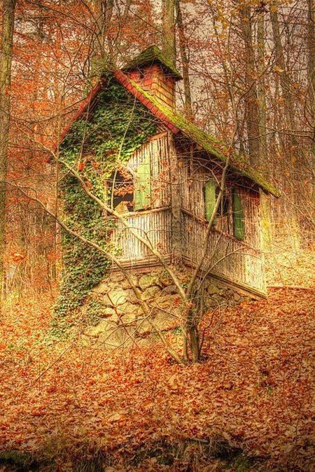 Old Shack in the Fall nature forest autumn fall old weathered shack vine climbing Forest Cottage, Abandoned House, This Old House, Cottage Cabin, Cabins And Cottages, Old Barns, Abandoned Buildings, Old Buildings, Abandoned Houses