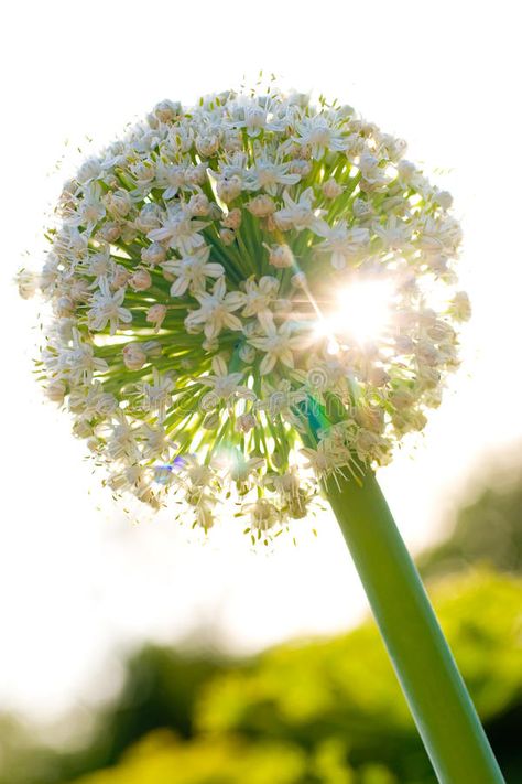 Onion flower. Blooming onion flower head lit by sun , #ad, #Blooming, #flower, #Onion, #onion, #sun #ad Spring Onion Aesthetic, Giant Onion Flower, Onion Blossom, Onion Flowers, Onion Flower, Blooming Onion, Flower Blooming, Flower Stock, Spring Onion