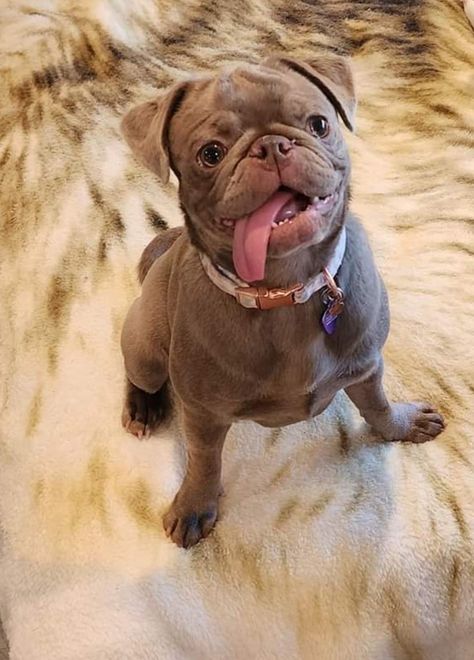 Pug Mixed Breeds, Cute Pug Puppies, Pug Mix, Pugs And Kisses, Dog Picture, Pug Puppies, Cute Pugs, Pet Stuff, Pug Love