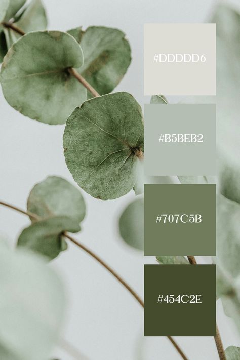 This pastel green palette features delicate eucalyptus leaves in soft, muted shades of pastel green, creating a calming and serene effect. Calm Green Color Palette, Eucalyptus Colour Palette, Sage Green Color Combos, Green Nature Color Palette, Soft Pastel Color Palette, Pastel Green Palette, Muted Green Color Palette, Pastel Green Color Palette, Eucalyptus Color Palette