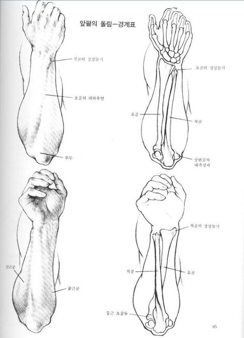 Anatomy Drawing Tutorial, Arm Anatomy, Arm Drawing, Skeleton Anatomy, Artists Painting, Anatomy Tutorial, Human Body Anatomy, Human Anatomy Drawing, Human Figure Drawing