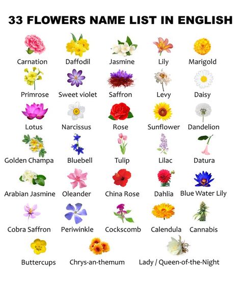 Learn flower's name list in English with pictures. This lesson contains 33 Flowers name list in English. Note: If you want to learn 33 Flowers name with Urdu meanings and Pictures then click on the given link. Flowers Name In English, Flowers Name List, Flowers Name, Lotus Flower Tattoo Design, English Flowers, Sage Green Wallpaper, Flower Words, List Of Flowers, China Rose