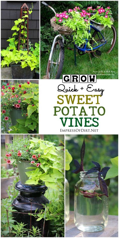 When It comes to quick, easy to grow, goof-proof annuals, sweet potato vine (Ipomoea butatas) is one of the best. I'll show you some creative uses for these reliable, gorgeous vines. Grow Sweet Potato Vine, Sweet Potato Vine Planter, Potato Vine Planters, Sweet Potato Plant, Growing Sweet Potatoes, Sweet Potato Vine, Potato Vines, Garden Vines, Growing Tips