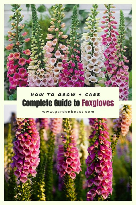 Foxglove Flower Garden, Foxglove In Pots, Foxglove Flower How To Grow, Foxglove Companion Plants, Hollyhocks How To Grow, Fox Gloves Flower, Foxgloves In Garden, Digitalis Flowers, Foxglove Care