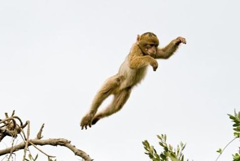 Baby monkey leaping Monkey Jumping, Monkey Pose, Monkey Jump, Pictures Of Animals, Editor In Chief, Jane Goodall, Elephant Sanctuary, Green Balloon, The Wonderful Wizard Of Oz