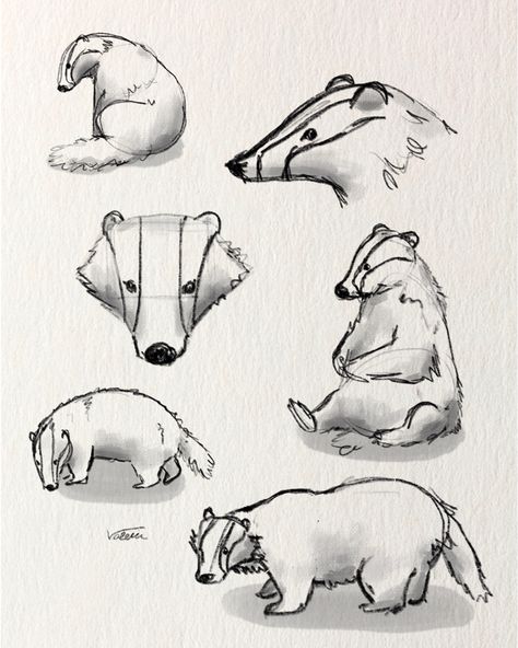 Forest animal digital drawing, badger sketch Forest Animal Drawing, Forest Animal Drawings, Animal Study Drawing, Wild Animal Drawing, Forest Animals Drawing, How To Draw A Badger, Cute Woodland Creatures Drawing, Badgers Drawing, Badger Drawing Easy