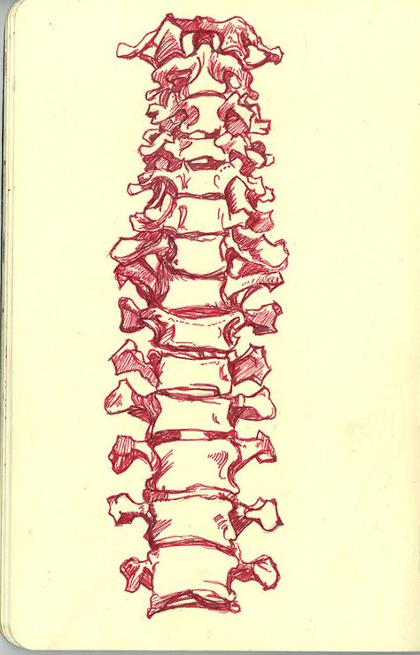 sketch Backbone Sketch, Vertabae Bone Drawing, Backbone Drawing, Bones Sketch, Bone Reference, Bone Illustrations, Drawing Of A Skeleton, Spine Drawing, Bones Drawing