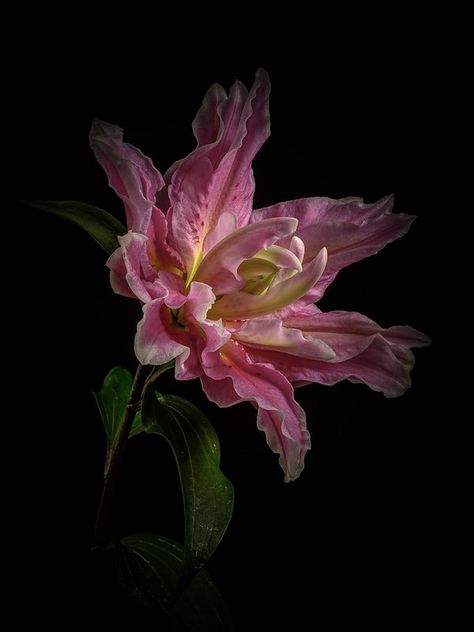 Lily Wallpaper, Midnight Garden, Nothing But Flowers, Rare Flowers, Floral Photography, Arte Floral, Flower Lover, Flower Beauty, Flower Pictures