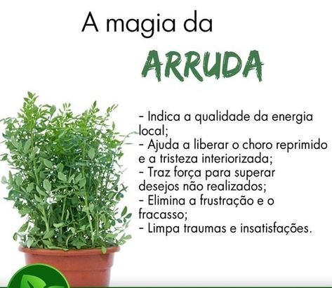 Magia Das Ervas, Magical Herbs, Herbal Magic, Medicinal Herbs, Medicinal Plants, Outdoor Plants, Timeline Photos, Vegetable Garden, Secret Garden