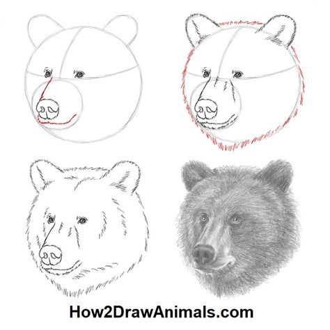 Grizzly bear drawing in graphite pencil #grizzlybear #art #graphitepencil #animalart Grizzly Bear Drawing, Deer Pics, Bear Face Drawing, Grizzly Bear Tattoos, Bear Logo Design, Bear Sketch, Bear Tracks, Bear Tattoos, Bear Paintings