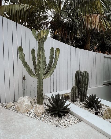 BEFORE & AFTER PHOTOS — Cactus Vision Front Yard Cactus Landscaping, Cactus Front Yard, White Wood Fence, Interior Design Plants, Cactus Care, Landscape Designers, Front Yard Design, Side Garden, Before After Photo