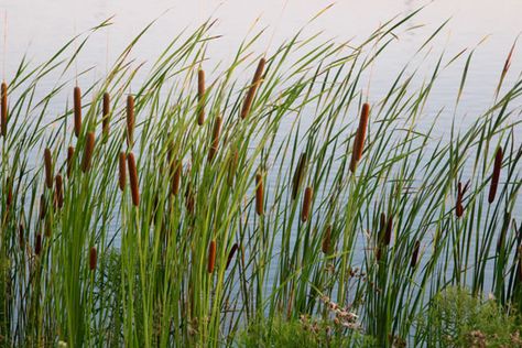 Cattail - in season & for bulk Typha Latifolia, Meadow Sage, Edible Weeds, Swamp Milkweed, Lotus Plant, Backyard Water Feature, Pond Plants, Tall Flowers, Smile Design