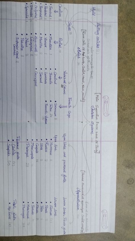 206 bones of human body Skeleton Bones Anatomy, 206 Bones Human Skeleton, Skeleton System Notes, Bones Notes, Biology Class 11, 206 Bones, Skeleton System, Human Skeletal System, Neet Notes