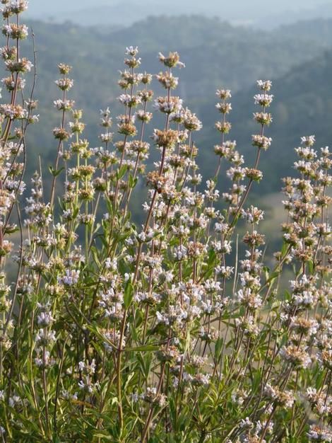 Black Sage (Salvia mellifera). Native to sunny dry slopes in the coast ranges. Three-foot evergreen shrub flowering March to July Black Sage, Salvia Black And Blue, Meadow Sage Salvia, Salvia Mellifera, Salvia Uliginosa, California Plants, Evergreen Landscape, California Native Garden, Salvia Sclarea