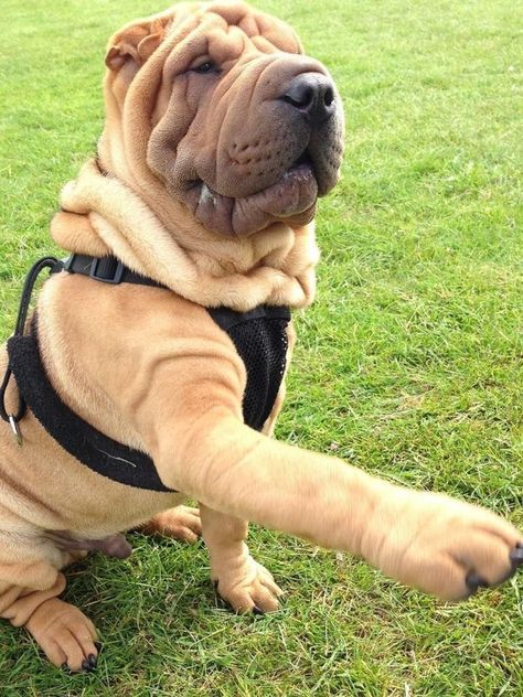 Wrinkle Dogs Shar Pei, Sharpei Dogs Full Grown, White Doberman Pinscher, Cute Pupies, European Doberman, Wrinkly Dog, Guardian Dog, Shar Pei Puppies, Walking Dogs