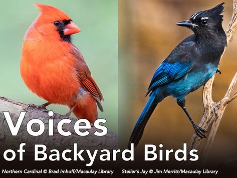 Identify Bird Calls, Backyard Birds Watching, Backyard Birds Feeders, Bird Sounds, Bee Hummingbird, Bird Identification, Bird Calls, What Is A Bird, Bird Gif