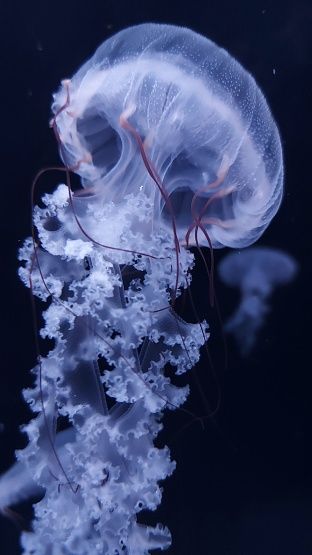 Real Jellyfish Wallpaper, White Jellyfish Aesthetic, Different Types Of Jellyfish, Green Jellyfish Aesthetic, Real Jellyfish Photography, Jellyfish Reference Photo, Bioluminescence Jellyfish, Manowar Jellyfish, Jellyfish Person