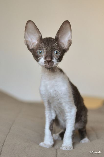 Cornish Rex Kitten...Ohhhhh...so cute. Cornish Rex Kitten, Cornish Rex, Rex Cat, Devon Rex, Domestic Cat, Sphynx, Cute Cats And Dogs, Wild Life, Pretty Cats