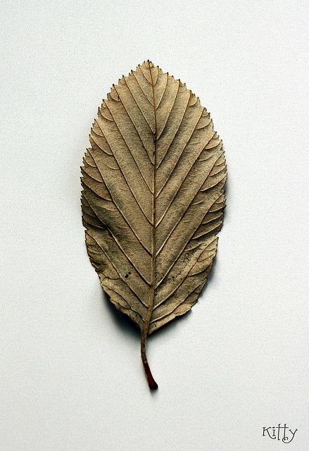 d that Cuciv would never add such additional debasement to his name. So far, Villachor was right. Pixels Art, Object Drawing, Leaf Texture, Dry Leaf, Wine Labels, The Leaf, Leaf Nature, Plant Art, In The Car