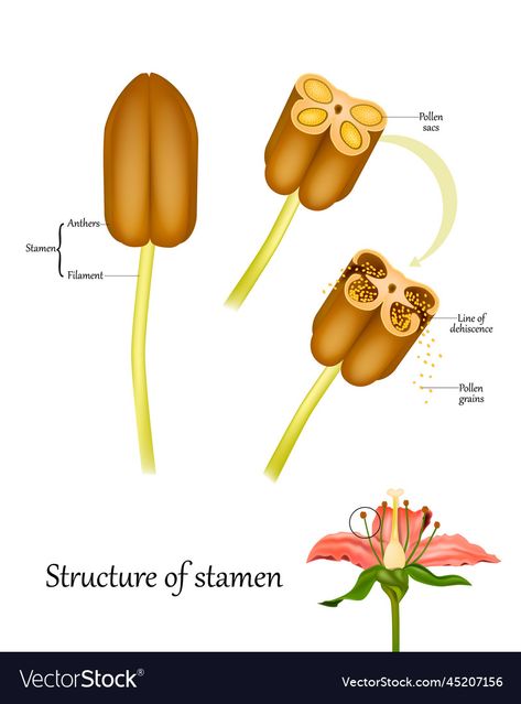 Flower Parts, Biology Diagrams, Flower Stamen, Parts Of A Flower, Cross Section, Botany, Biology, High Res, Png Images