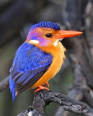 Pygmy Kingfisher. Bird from South Africa. #Africa #wildlife #birding #birds #pygmykingfisher #kingfisher #pygmy Burung Kakatua, South African Birds, Regard Animal, Africa Wildlife, Kingfisher Bird, Most Beautiful Birds, Colorful Bird, Airbrush Art, Bird Pictures