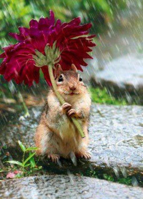 Regnul Animal, A Squirrel, Sweet Animals, Cute Creatures, Chipmunks, Animal Photo, In The Rain, 귀여운 동물, Animals Friends