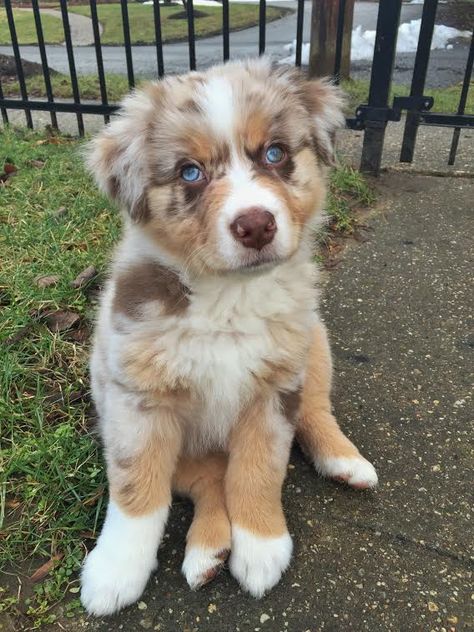 Aaaw Cutee Animals, Aussie Puppies, Super Cute Puppies, Dream Dog, Very Cute Dogs, Baby Animals Pictures, Really Cute Dogs, Cute Dog Pictures