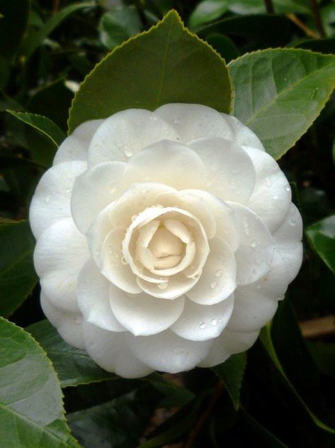 White Camilla Flower, Camellia Tree, Camellia Plant, Fav Flower, Acid Loving Plants, Camellia Flower, Bright Winter, Winter Flowers, White Gardens