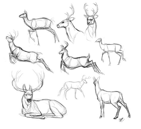 Imagem de anatomia, illustration, and deer Sketches Of Deer, Deer Sketch, Deer Drawing, Cat Sketch, Animal Study, Anatomy Sketches, Deer Art, Anatomy Drawing, Animal Sketches