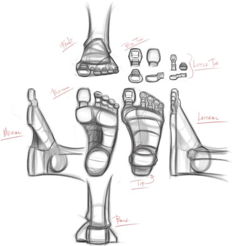 Shane Olson, Feet Drawing, Drawing Legs, 3d Templates, Face Anatomy, Zbrush Tutorial, Animal Skeletons, Anatomy Study, Body Reference Drawing