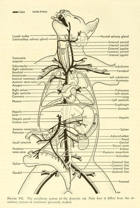 Feline Anatomy, Vet Tech School, Veterinary Tech, Vet Tech Student, Vet Technician, Veterinary Studies, The Circulatory System, Vet Medicine, Dog Anatomy