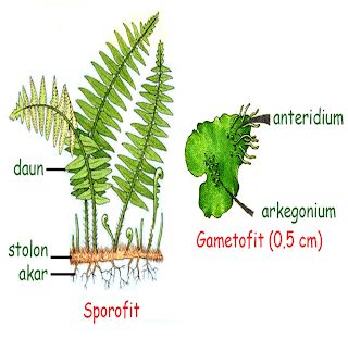 BIOLOGY: Life Cycle of Pteridophyta Vegetative Reproduction, Plant Classification, Biology Teacher, Life Cycle, Life Cycles, Botany, Cactus Plants, Biology, Plants