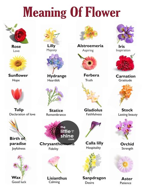 Flowers With Their Meaning, Japanese Flowers Meanings, Flowers Name And Meanings, What Different Flowers Mean, Japanese Flower Names, Flowers With Meaning, What Do Flowers Symbolize, Tvd Books, Flowers And Their Meanings