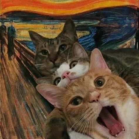 Close Up Faces Funny, Morning Cats Funny, Ugly Cats Funny, Good Morning Cats Funny, Quotes About Cats Love, Quotes On Cats, Funny Friend Group, Cats Low Quality, Quotes For Cats