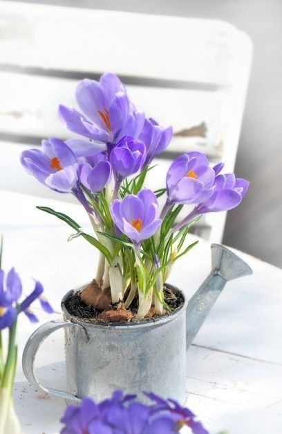 Spring Crocus, Spring Themes, Crocus Flower, Flower Cottage, Spring Theme, Flower Names, Favorite Flowers, Seasonal Flowers, Spring Blooms