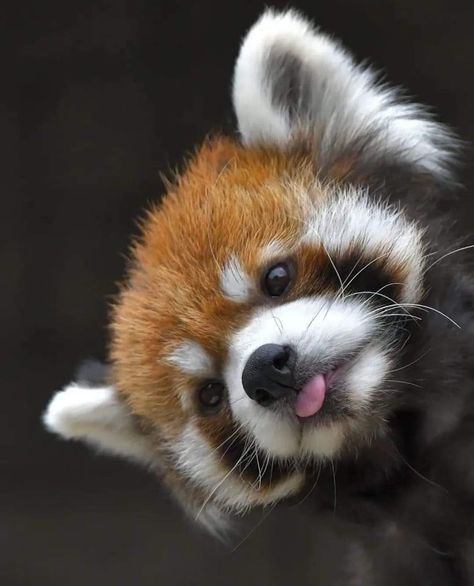 Red Panda Cute, Red Panda Baby, Pretty Animals, Cute Animals Images, Silly Animals, Random Thoughts, Cute Wild Animals, Cute Animal Photos, Red Panda