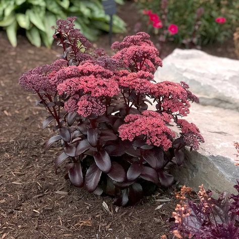 Sedum ‘Dark Magic’ | TERRA NOVA® Nurseries, Inc. Midnight Velvet Sedum, Dark Pink Flowers, Goth Garden, Front Garden Landscape, Gothic Garden, Red Plants, Terra Nova, Balcony Plants, Dark Magic