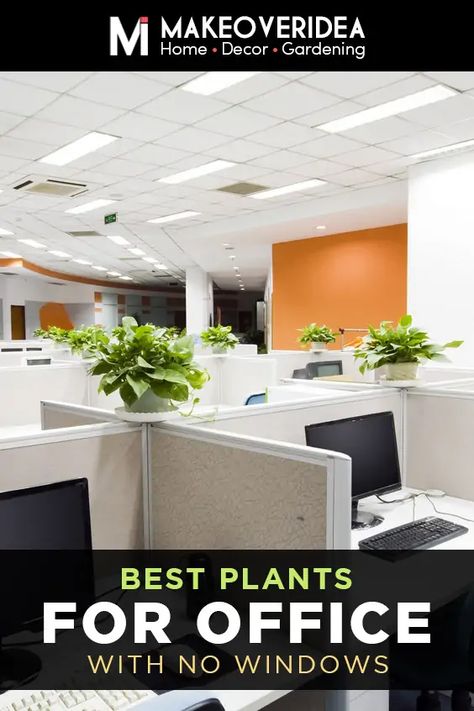 14 Absolutely Best Plants for an Office with No Windows No Window Home Office, Office Window Ledge Decor, Best Plants For Office With No Window, Corporate Office Cubicle Design, Best Office Plants No Windows, Plants For Windowless Office, Office Plant Ideas, Decorate Corporate Office, Office Without Windows Ideas