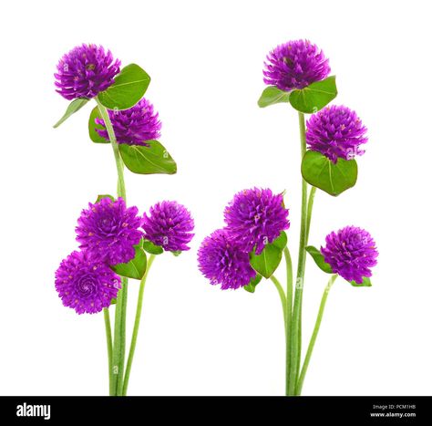 Flower In White Background, Globe Amaranth Flower, Amaranth Flower, Globe Amaranth, Amaranth, Reference Images, Flower Beauty, Flower Images, Flower Photos