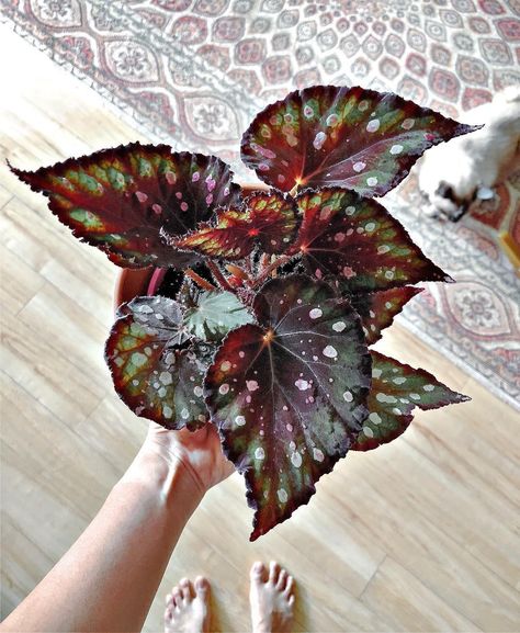 Begonias are some of the most beautiful, visually interesting plants you can grow indoors. Here's what to know about the different types, and their care. Exotic Plants Indoor, Begonia Care, Plant Apartment, Indoor Greenhouse, Plant Projects, Indoor Plant Care, Spider Plants, Nature Garden, House Plants Indoor