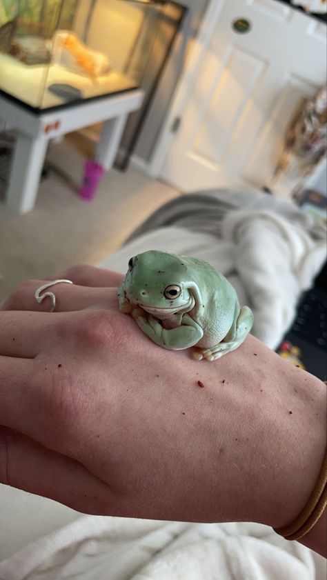 Australian White Tree Frog Enclosure, White Tree Frog Care, Frog Reference, Frog Terrarium, Frog Tank, Whites Tree Frog, Pet Frogs, Tree Frog, Frog And Toad