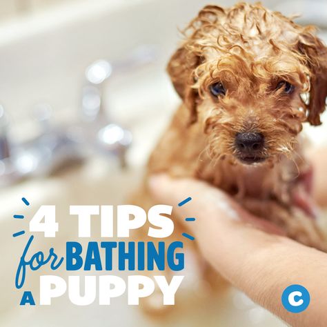 Bathing Tips, Flea Shampoo For Dogs, Puppy Bath, Puppy Formula, Puppy Shampoo, Puppy Time, Puppy Grooming, Maltipoo Puppy, Best Puppies