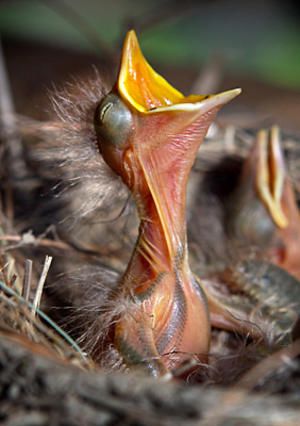 Image Baby Birds, Baby Bird, The Nest, Amazing Animals, Bird Watching, Bird Feathers, Animals Friends, Love Birds, Beautiful Creatures