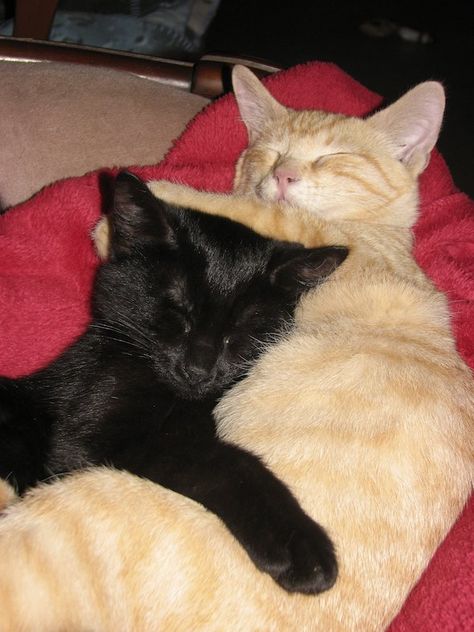 Sebastian and Tabitha  (from goodmorningkitten.com) Hugs And Cuddles, Cat Profile, Orange Kittens, Cat Couple, Cat Cuddle, Silly Cats Pictures, Orange Cats, Black Kitten, Cat Boarding